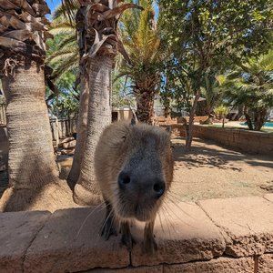 Meet your Posher, Joe